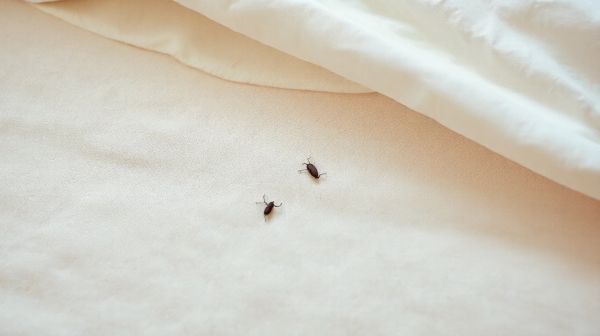 Prévenir les punaises de lit : guide pour les repérer efficacement